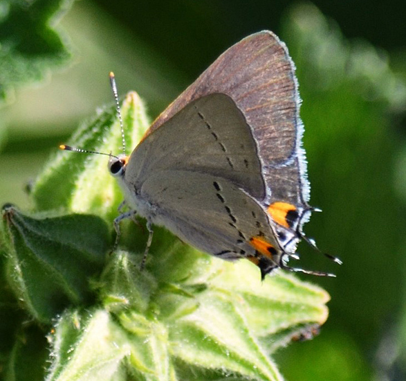 Gray Hairstreak (Strymon melinus) on Hollyhock plant. Photo: © Bob Scafe