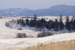 Douglas Plateau grasslands - Alan Burger