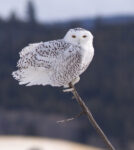 Snowy Owl - Alan Burger