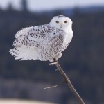 Snowy Owl - Alan Burger