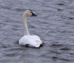 Tundra Swan - Alan Burger