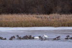 Waterfowl on Douglas Lake - Alan Burger