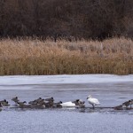 Waterfowl on Douglas Lake - Alan Burger