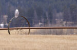 Snowy Owl - Alan Burger