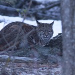 Bobcat - Alan Burger