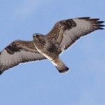 Rough-legged Hawk - Alan Burger