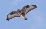 Rough-legged Hawk - Alan Burger