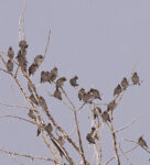 Bohemian Waxwings - Alan Burger