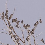 Bohemian Waxwings - Alan Burger