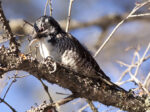 American Three-toed Woodpecker - Alan Burger