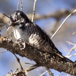 American Three-toed Woodpecker - Alan Burger