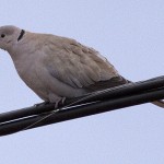 Eurasian Collared Dove - Alan Burger