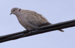 Eurasian Collared Dove - Alan Burger