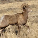 Bighorn Sheep (photo: Carol & Jack Madryga)