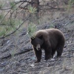 Black Bear (photo: Gloria Brenner)