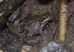 Pacific Chorus Frog