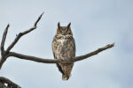 Great Horned Owl.