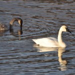 Trumpeter Swan - Gloria Brenner