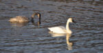 Trumpeter Swan - Gloria Brenner