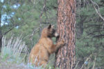 Cinnamon-coloured Black Bear