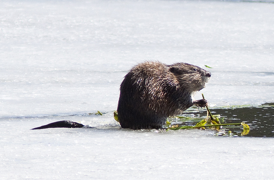 A Muskrat muching on aquatic vegetation that it has brought up to the ice to eat, Harrison Lake, Kane Valley near Merritt.  Photo: © Alan Burger