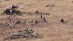 California Bighorn Sheep