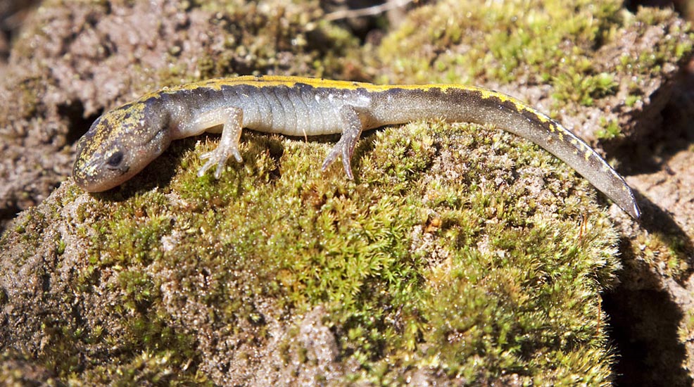 A juvenile Long-toed Salamander. This is the only salamander found in the Merritt, BC area.  Photo: © Alan Burger