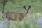 Mule Deer in summer.