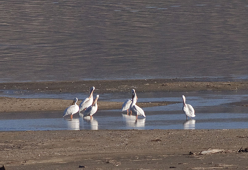 White Pelicans at Nicola Lake.