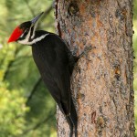 Pileated Woodpecker (photo: Alan Burger)