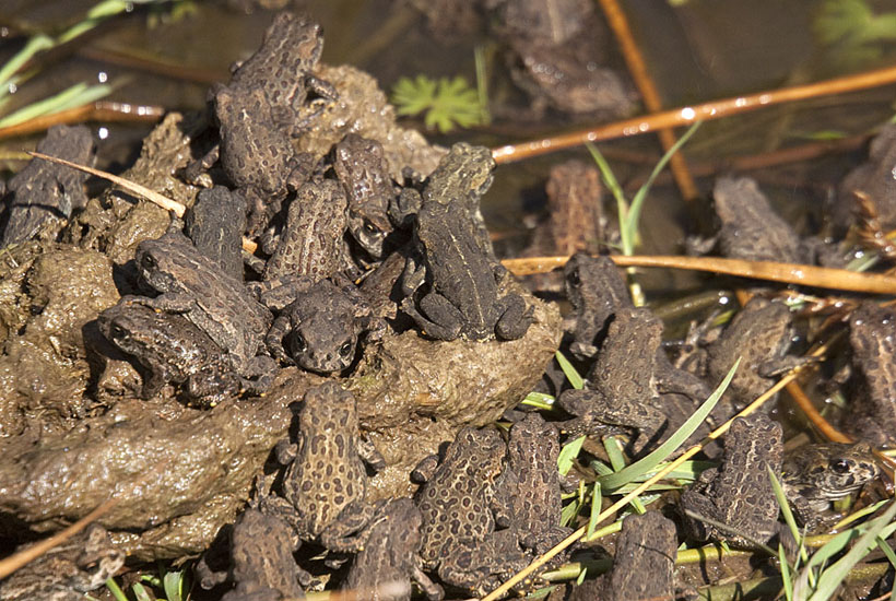 Burger_9603 toadlets 6Aug2012 sm