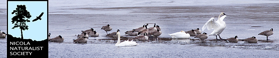 Nicola Naturalist Society