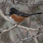 Spotted Towhee - Corey Burger