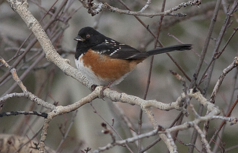 Spotted Towhee - Corey Burger