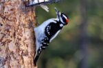 Hairy Woodpecker - Corey Burger