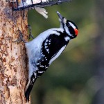Hairy Woodpecker - Corey Burger
