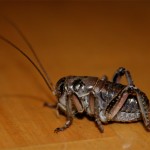 Cricket (photo: Alan Burger)