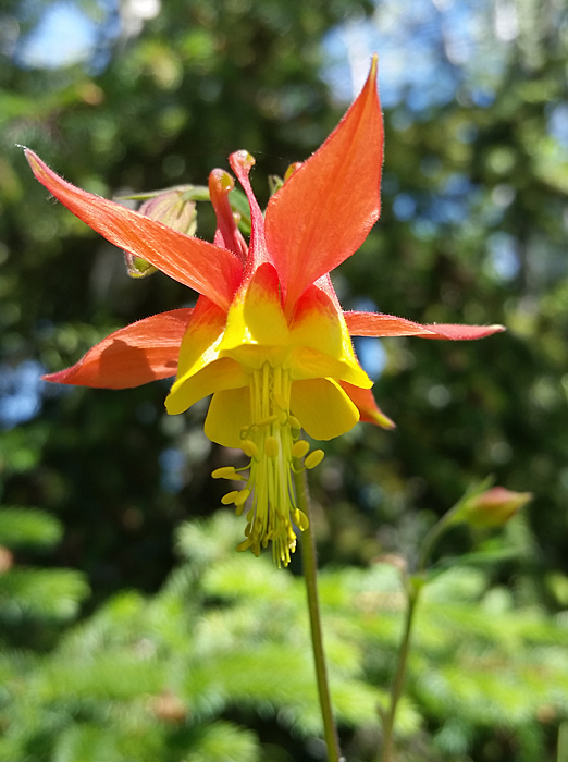 A beautiful Red Columbine flower (Aquilegia formosa). Photo: © Deb Stowell 