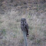 Great Grey Owl near Merritt (photo: Carol & Jack Madryga)
