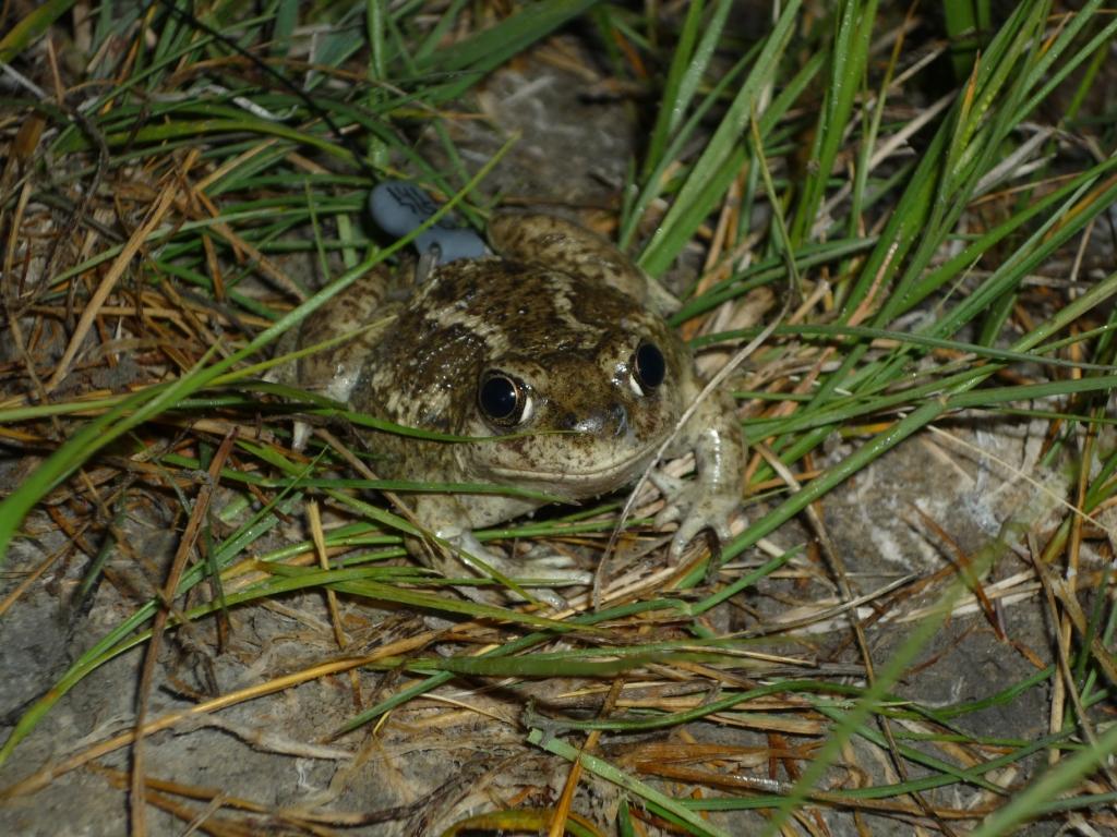 A Great Basin Spadefoot carrying one of the specialized radio tags used to track its movements and behaviour. Photo: © Jocelyn Garner.