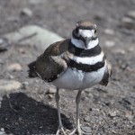 Killdeer (photo: Gloria Brenner)