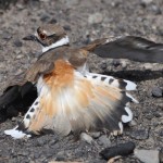 Killdeer giving broken-wing display near nest (photo: Gloria Brenner)