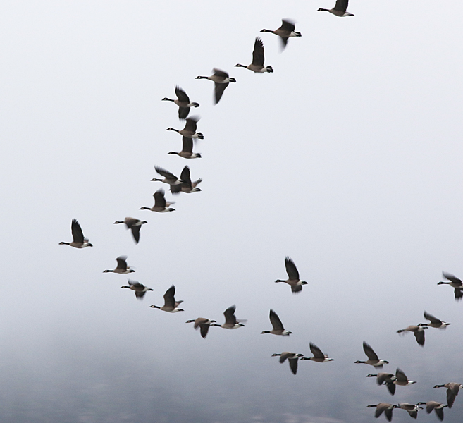 A record high count of 638 Canada Geese were counted in the 2014 Merritt Christmas Bird Count.  Photo: © Corey Burger