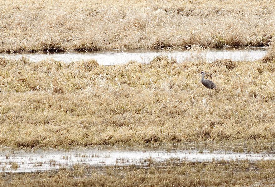 A lone Sandhill Crane in the marsh near Chapperon Lake.   Photo: © Alan Burger