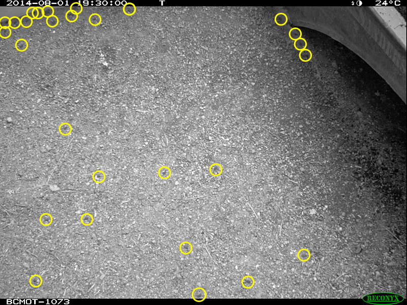 The yellow circles show the toadlets. 