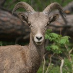 Young Bighorn Sheep (photo: Corey Burger)