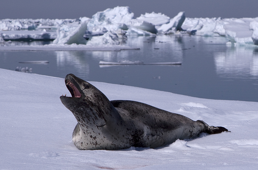 A Leopard Seal shows its toothy maw while resting on the ice. Photo:  © Alan Burger