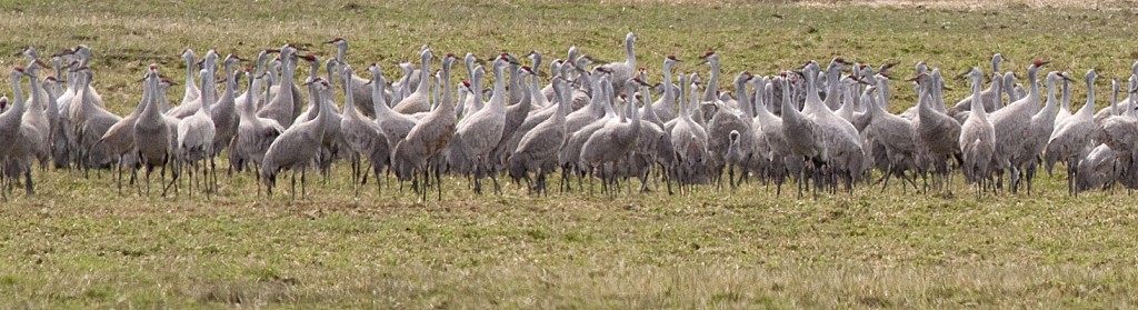 Part of a flock of 580 Sandhill Cranes foraging at Douglas Lake Ranch, 21 April 2013.  Photo: © Alan Burger