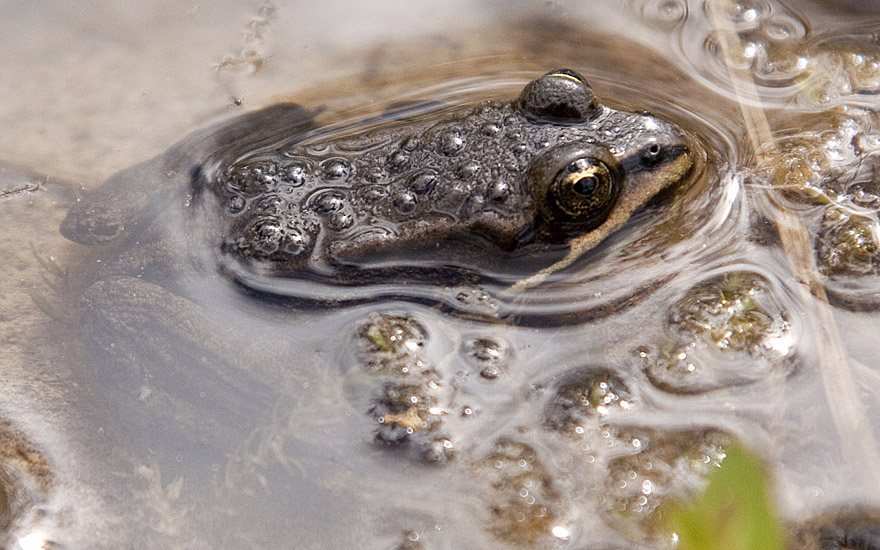 A young Columbia Spotted Frog in the shallows at Harrison Lake, Kane Valley.  Photo © Alan Burger.