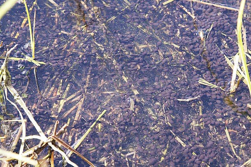 How many tadpoles? A small part of the huge swarm of Western Toad tadpoles at Harrison Lake.  Photo © Alan Burger.